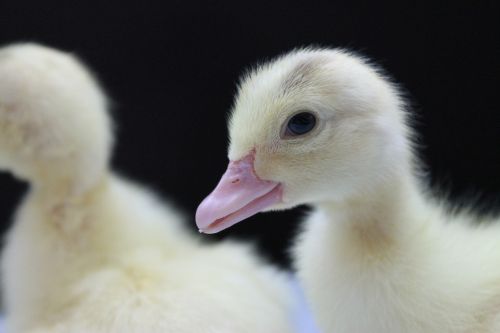 duck duckling animal