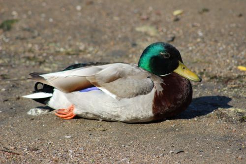 duck bird nature