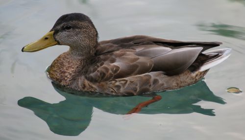 duck water animal