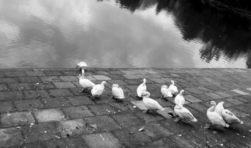 duck water black and white