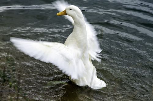 duck pond wings
