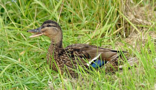 duck young animal cute