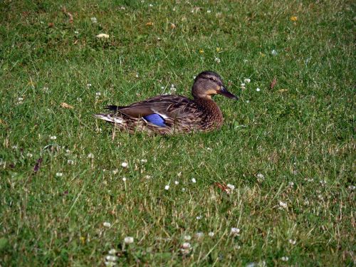 duck water bird nature