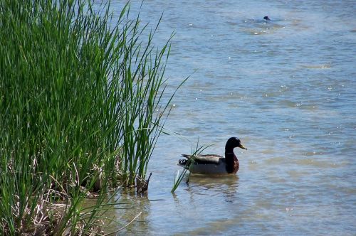 duck river reeds