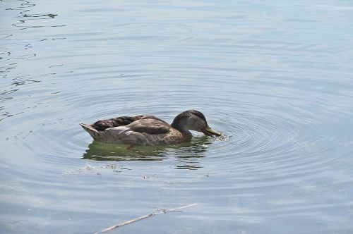 duck mallard water bird