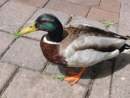 duck drake animal