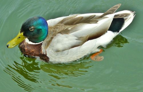 duck mallard water bird