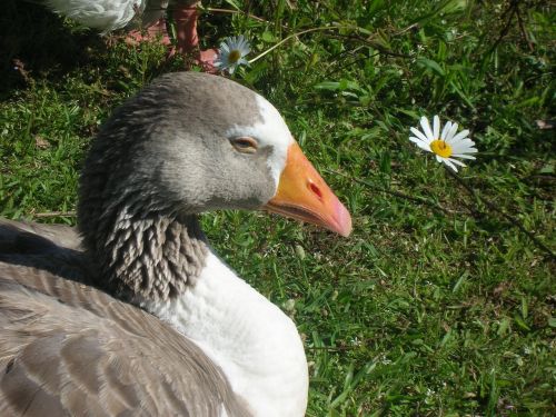 duck nature grass