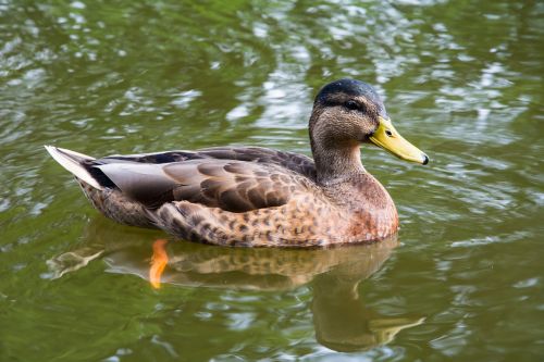 duck lake water