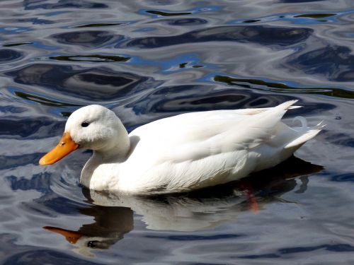 duck lake bird