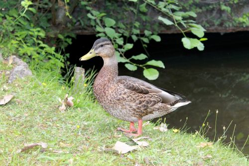 duck animal volatile