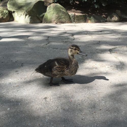 duck baby duck cute