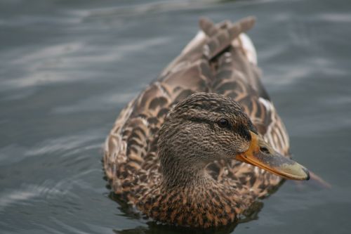 duck mallard water