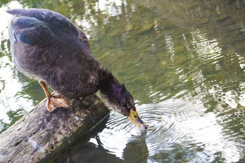 duck water lake