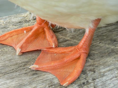 duck feet web-footed