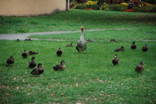 duck goose poultry