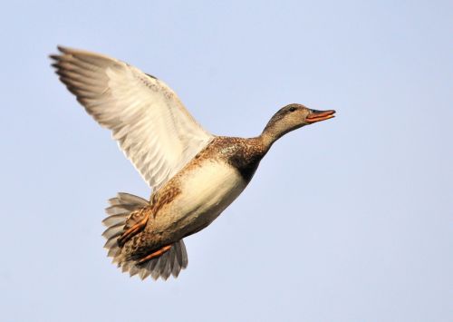 duck flying gadwall hen