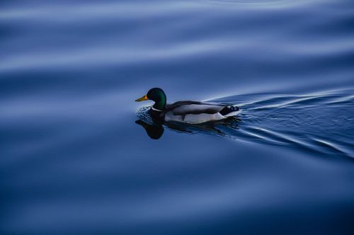 duck mallard waterfowl