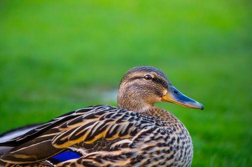 duck bird wildlife