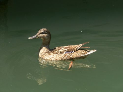 duck water lake balaton