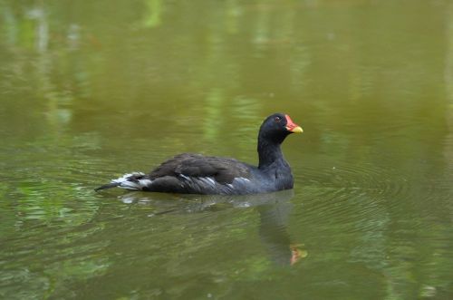 duck water bird