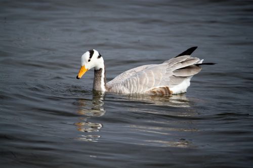 duck bird wild birds