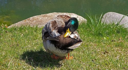 duck nature birds