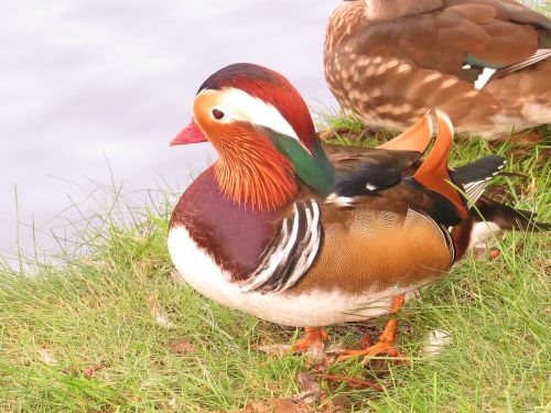 mandarin ducks duck animal