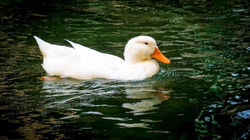 duck lake water