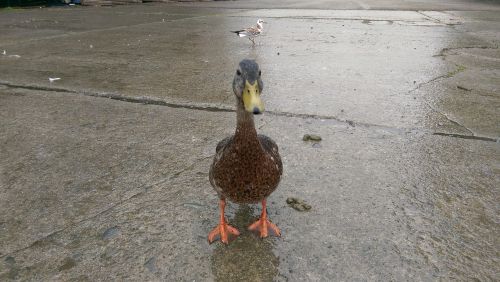 duck rain wet