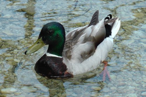 duck water bird