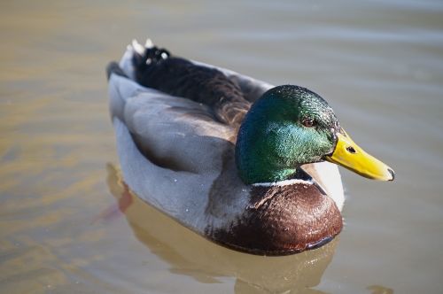 duck mallard nature