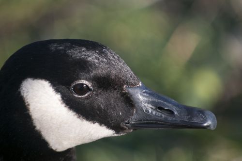 duck nature birds