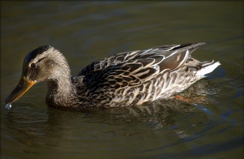 duck female nature