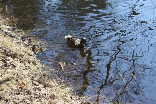 duck bird lake