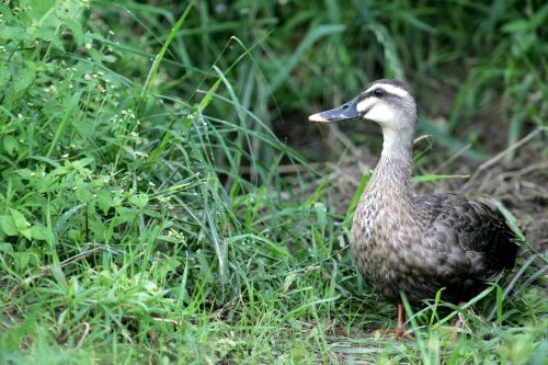 duck birds animal