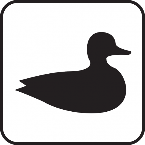duck bird wildlife