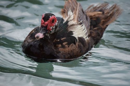 duck water park leolandia