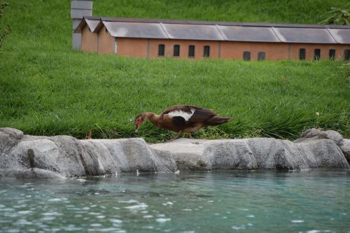 duck water park leolandia