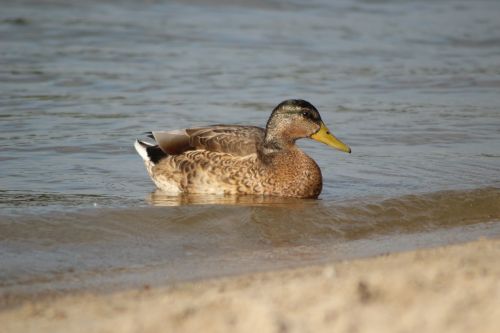 duck lake water