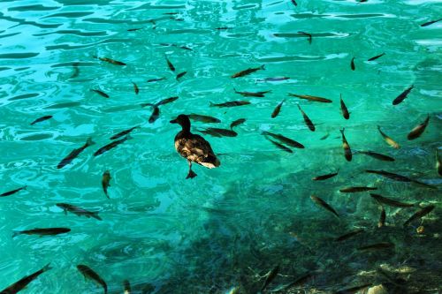 duck and fish fish clear water