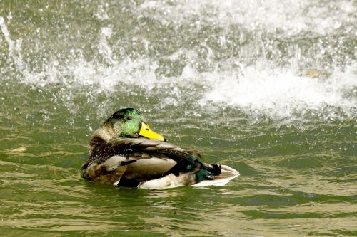 Duck And Waterfall