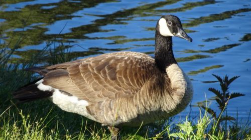 Duck At Lake