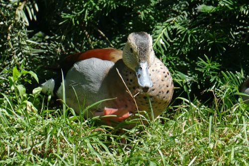 duck bird mandarin ducks pond