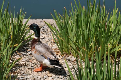 Duck By The Water