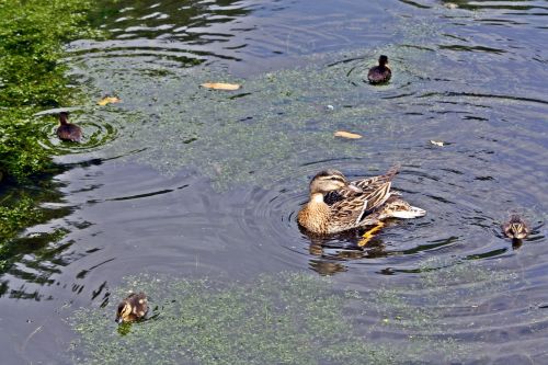 duck family quartet square