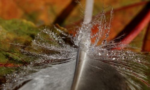 duck feather leaves fall foliage