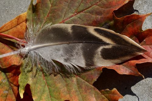 duck feather leaves fall foliage
