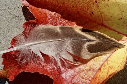duck feather leaves fall foliage