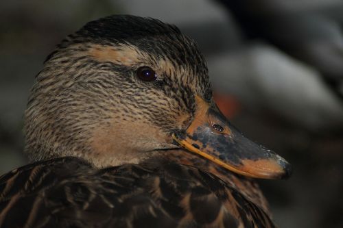 duck females mallard duck